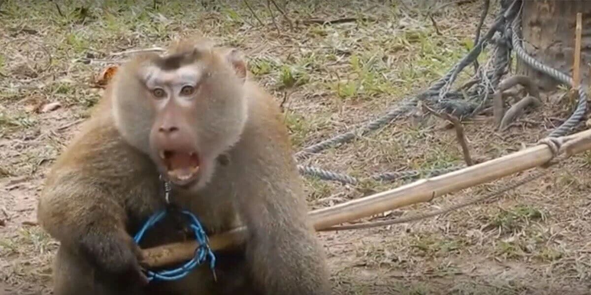 PETA Rescues Odd the Monkey From Thailand’s Abusive Coconut Industry