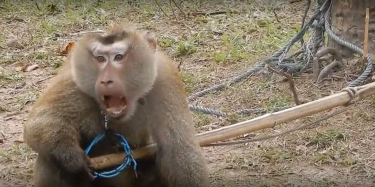 PETA Rescues Odd the Monkey From Thailand’s Abusive Coconut Industry