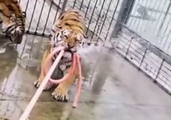Tigers Shot Dead at Tourist Trap After Killing Keeper and Escaping From Cage