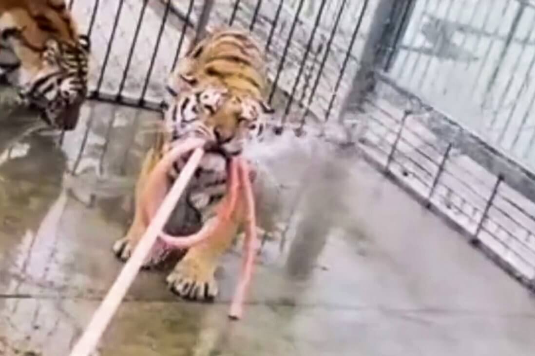 Tigers Shot Dead at Tourist Trap After Killing Keeper and Escaping From Cage