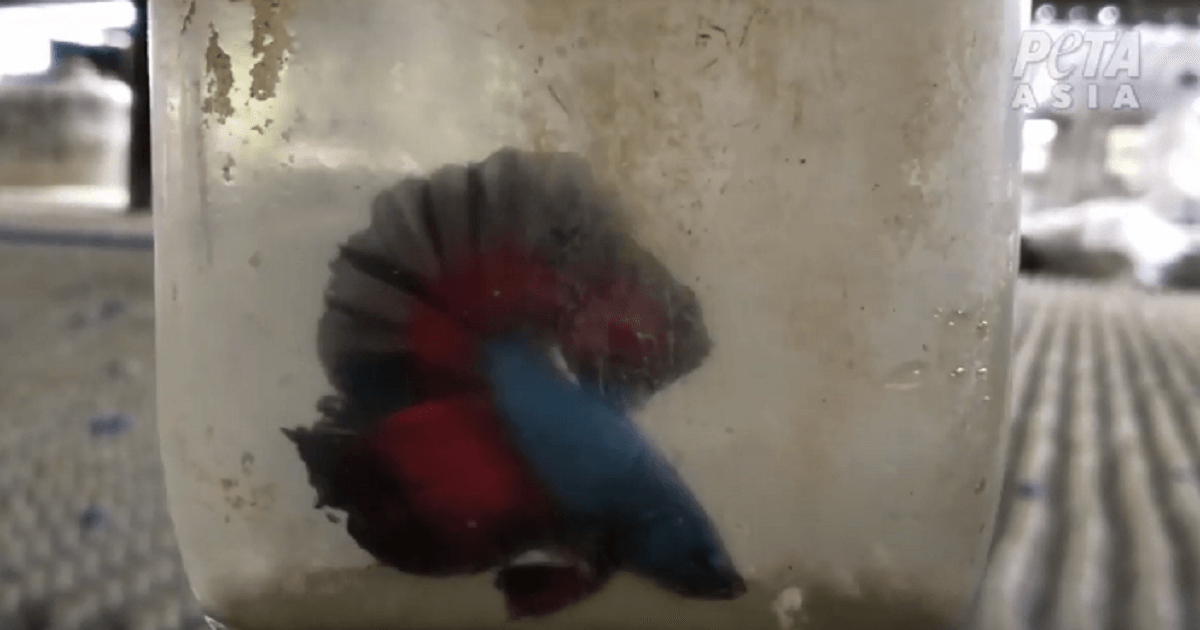 Top more than 70 betta fish fighting ring vova.edu.vn