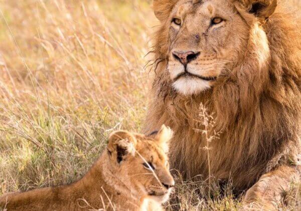 Progress! South Africa to Stop Breeding Lions for Hunting and Cub Petting