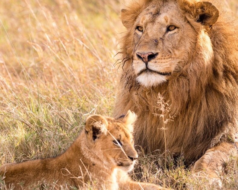 Progress! South Africa to Stop Breeding Lions for Hunting and Cub Petting