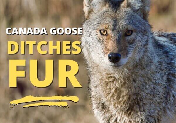 Victory! Canada Goose Ditches Fur After Massive PETA Campaign