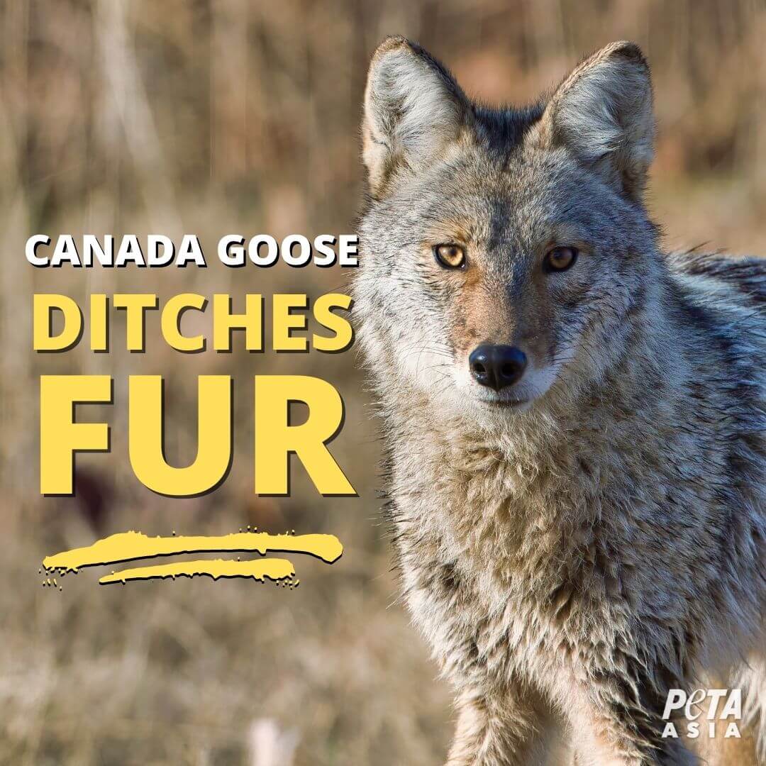 Victory! Canada Goose Ditches Fur After Massive PETA Campaign