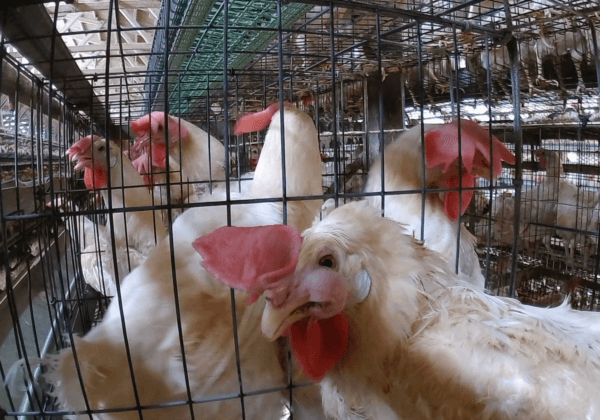 Kewpie, Break With Eggs! PETA’s New Video Exposé Shows Cruelty to Chickens for Mayonnaise