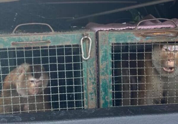 PETA Rescues More Monkeys From Thailand’s Cruel Coconut Industry