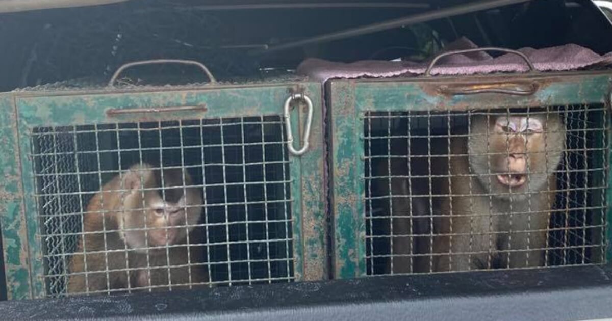 PETA Rescues More Monkeys From Thailand’s Cruel Coconut Industry