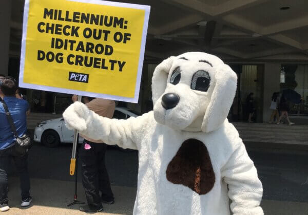 Over 150 Dogs Dead From the Iditarod—PETA ‘Dog’ Urges Millennium Hotels to Stop Sponsoring Cruelty!