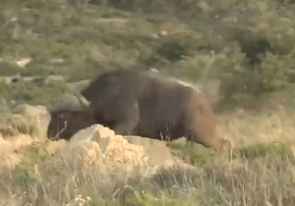 Reckless Hunter Laughs at Botched Buffalo Hunt in South Africa; PETA Calls For Investigation