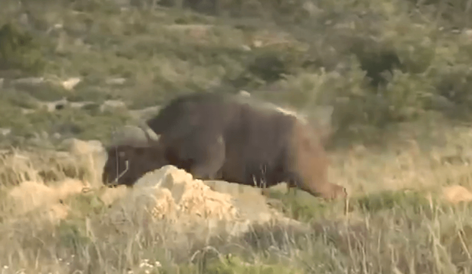 Reckless Hunter Laughs at Botched Buffalo Hunt in South Africa; PETA Calls For Investigation