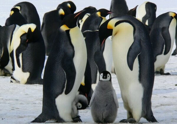 Celebrate the Fantastic Fathers Who Have Fins, Feathers, or Fur This Father’s Day
