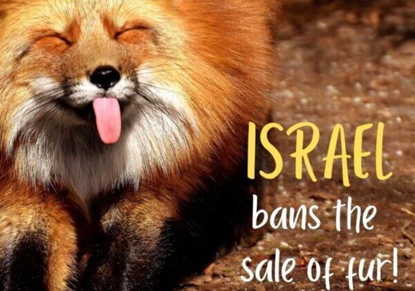 Israel Becomes First Country Ever to Ban Fur