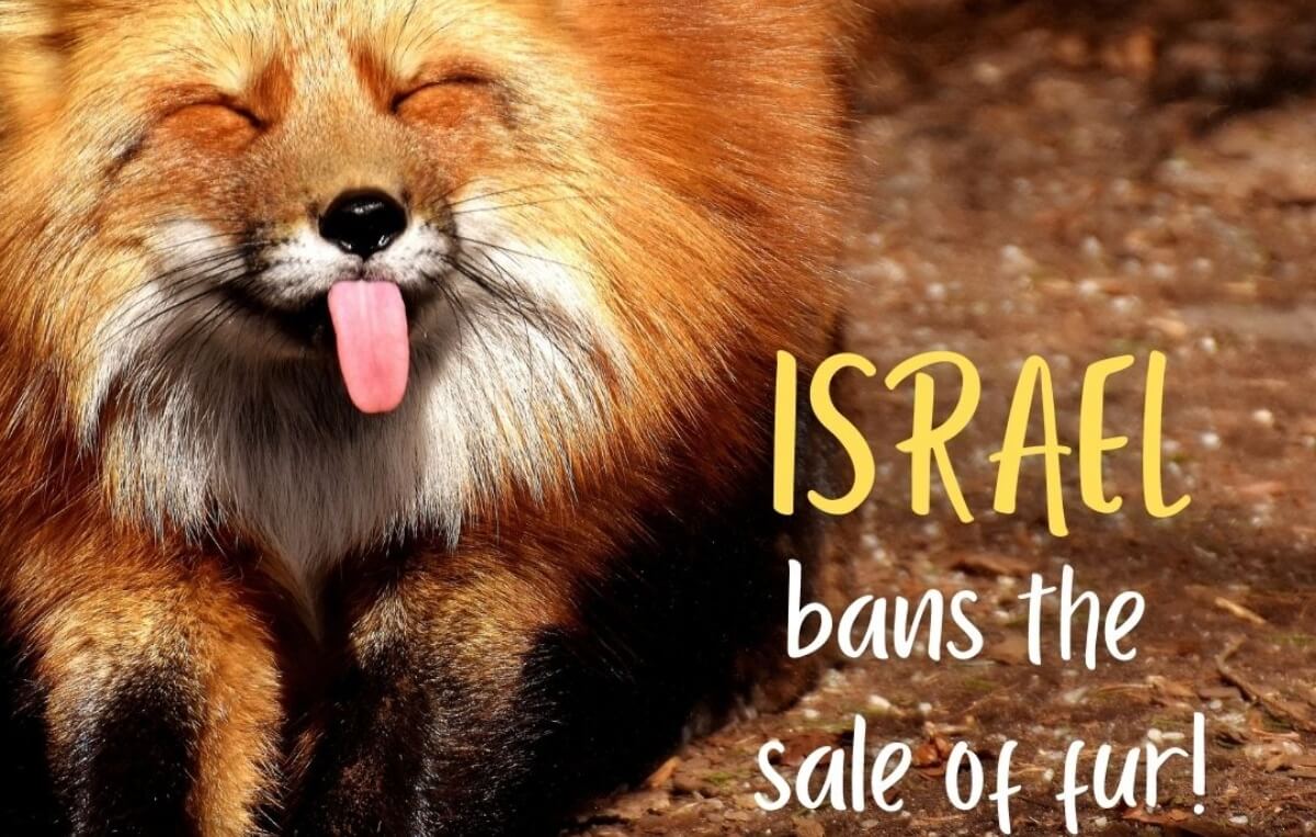 Israel Becomes First Country Ever to Ban Fur