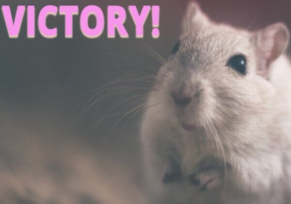 Victory! Taiwan’s Largest Health Food Company Issues Historic Ban on Animal Testing