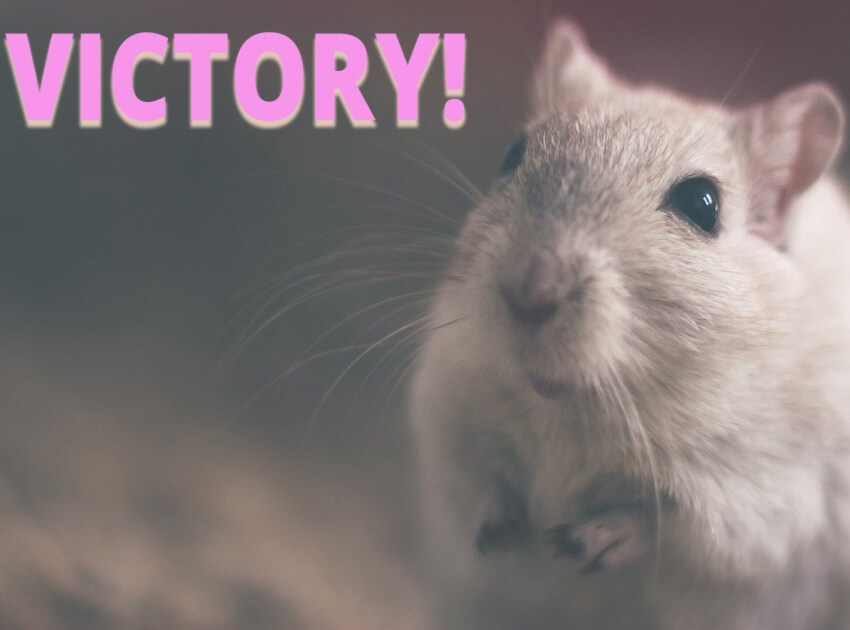 Victory! Taiwan’s Largest Health Food Company Issues Historic Ban on Animal Testing