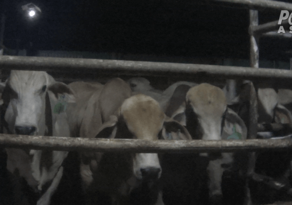 Live-Export Cruelty: Australian Cattle Abused and Butchered Alive in Indonesian Slaughterhouses