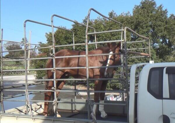 PETA Slams South Korean Officials for Erasure of Horse Slaughter Records