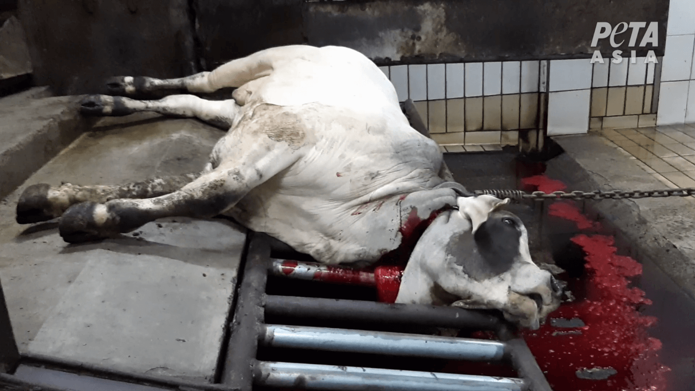 Australian Cattle Butchered Alive in Indonesian Slaughterhouses | PETA