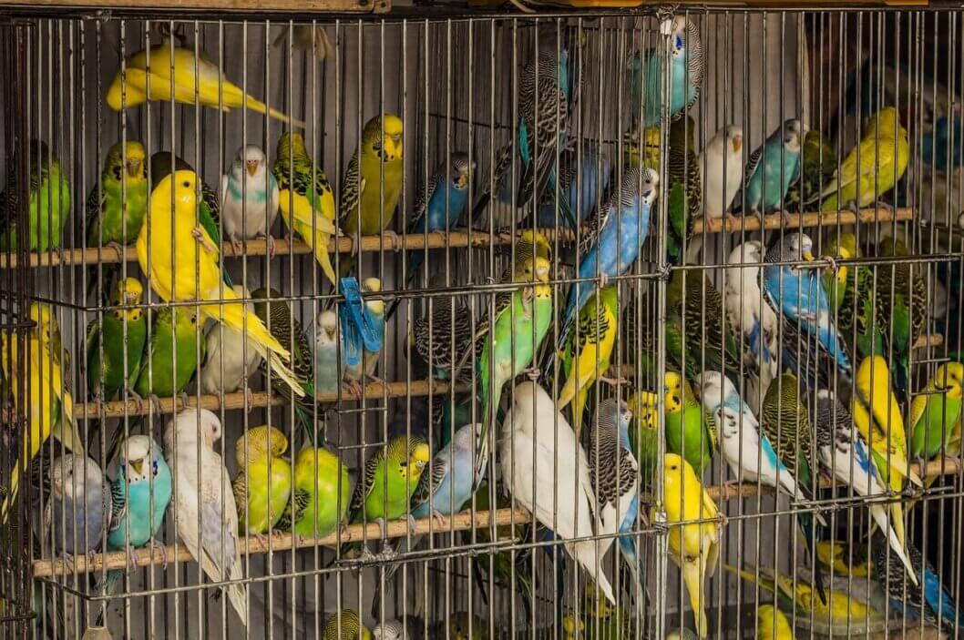 10 Reasons Never to Buy a Bird News PETA Asia