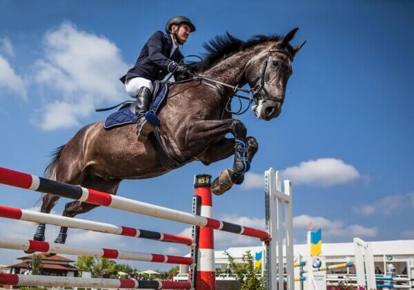 Horse ‘Jet Set’ Is Euthanized After Competing at the Tokyo Olympics