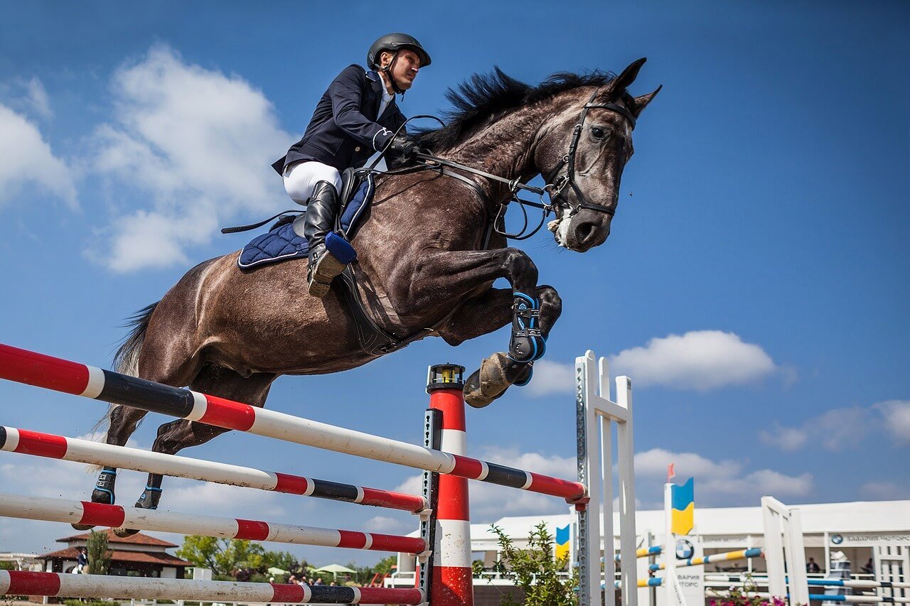 Horse ‘Jet Set’ Is Euthanized After Competing at the Tokyo Olympics