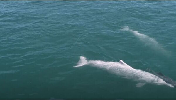 Mother Dolphin Carries Dead Calf, Refuses to Let Go in Heart-Rending Video