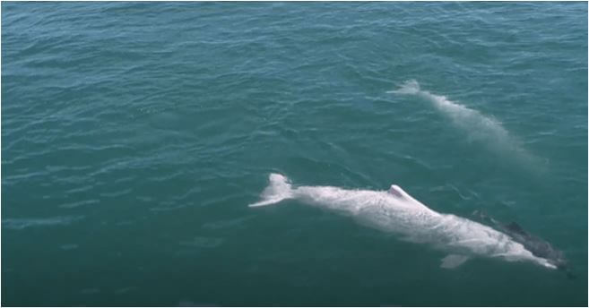 Mother Dolphin Carries Dead Calf, Refuses to Let Go in Heart-Rending Video