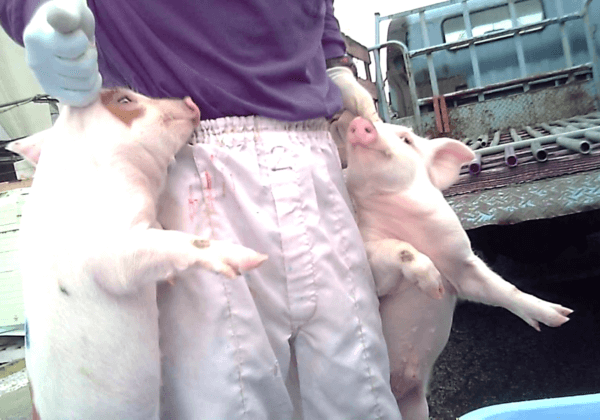 Piglets Slammed Into Concrete, Left to Die at Nippon Ham Farm in Japan