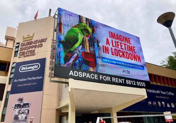 PETA’s New Billboards Show That Birds in Cages Are in Permanent Lockdown