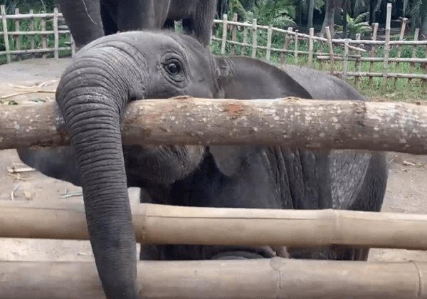 Post-COVID Travel Alert: Never Support Thailand’s Cruel Elephant Camps