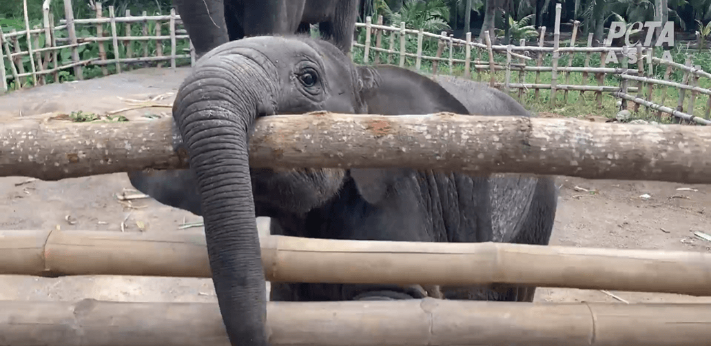 Post-COVID Travel Alert: Never Support Thailand’s Cruel Elephant Camps