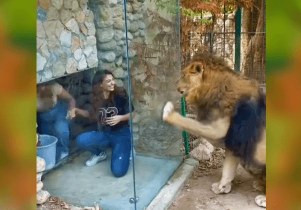 Patrons Mock Seemingly Agitated Lion in Lebanese Zoo Enclosure (Viral Video)