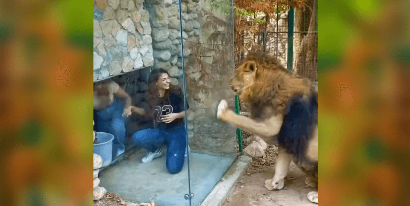 Patrons Mock Seemingly Agitated Lion in Lebanese Zoo Enclosure (Viral Video)
