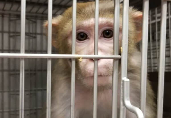 Victory! Kenya Airways Ends Monkey Lab Shipments Following PETA US Action