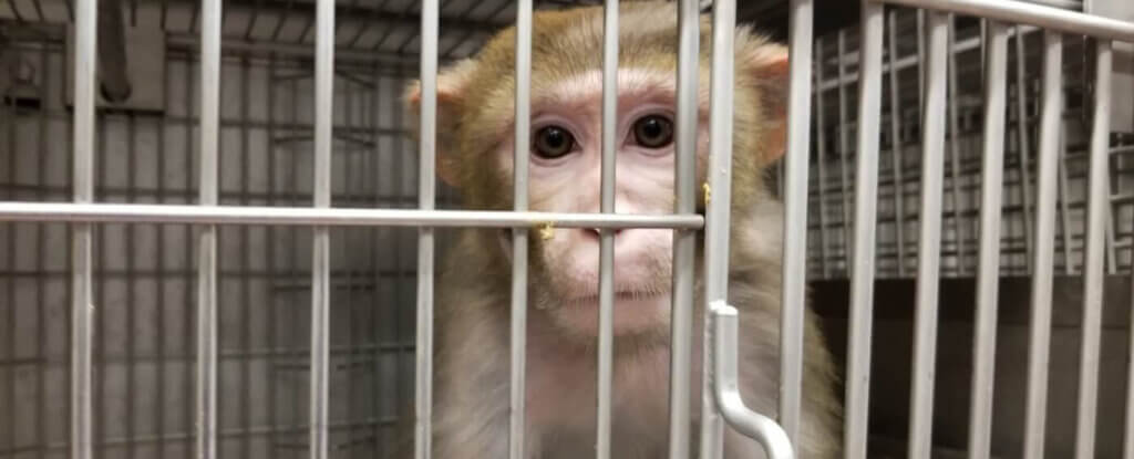 Victory! Kenya Airways Ends Monkey Lab Shipments Following PETA US Action