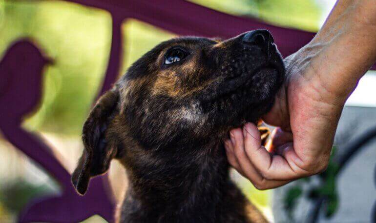Life for Animals in Afghanistan Was Already Difficult Life for Animals in Afghanistan Was Already Difficult