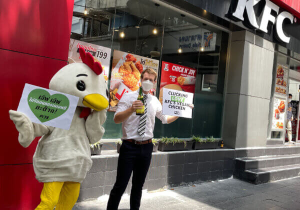 PETA’s ‘Chicken’ Pops Champagne to Celebrate KFC Thailand’s New Vegan Popcorn Chicken