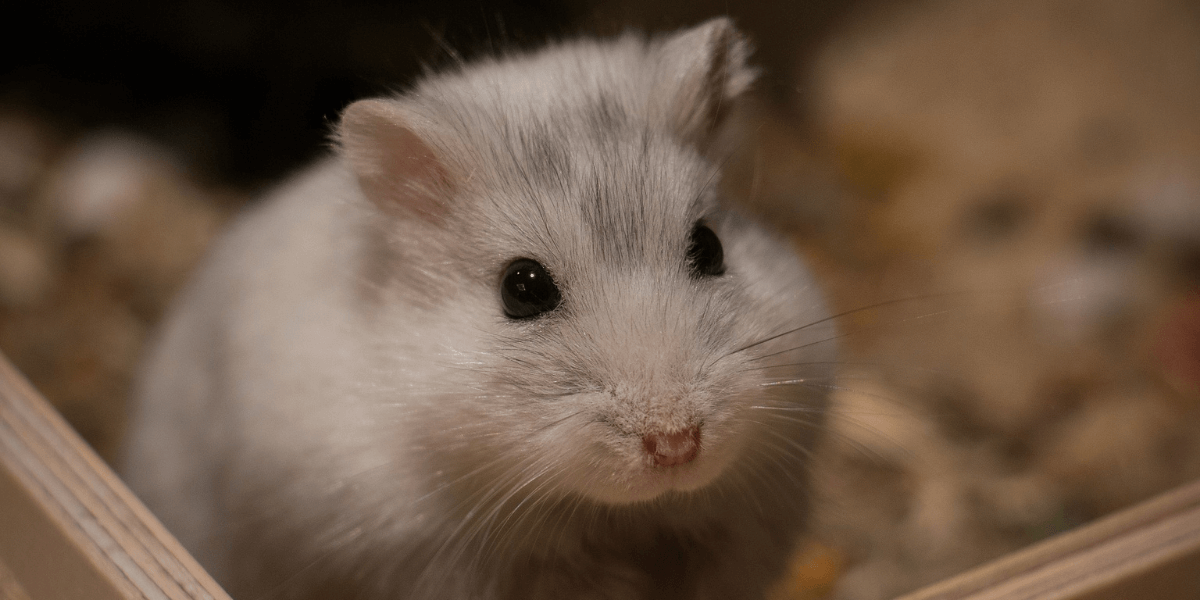 PETA Victory in Taiwan Will Prevent Animals from Suffering in Tests