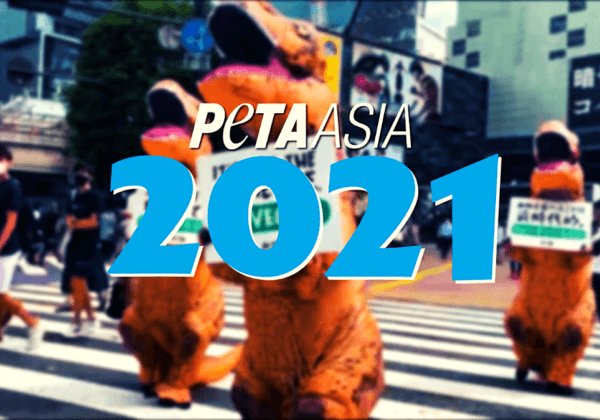 PETA Asia’s End-of-Year Wrap-Up