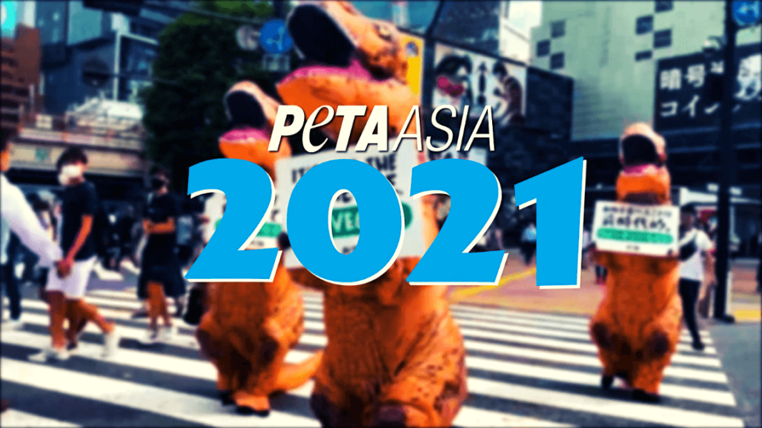 PETA Asia’s End-of-Year Wrap-Up