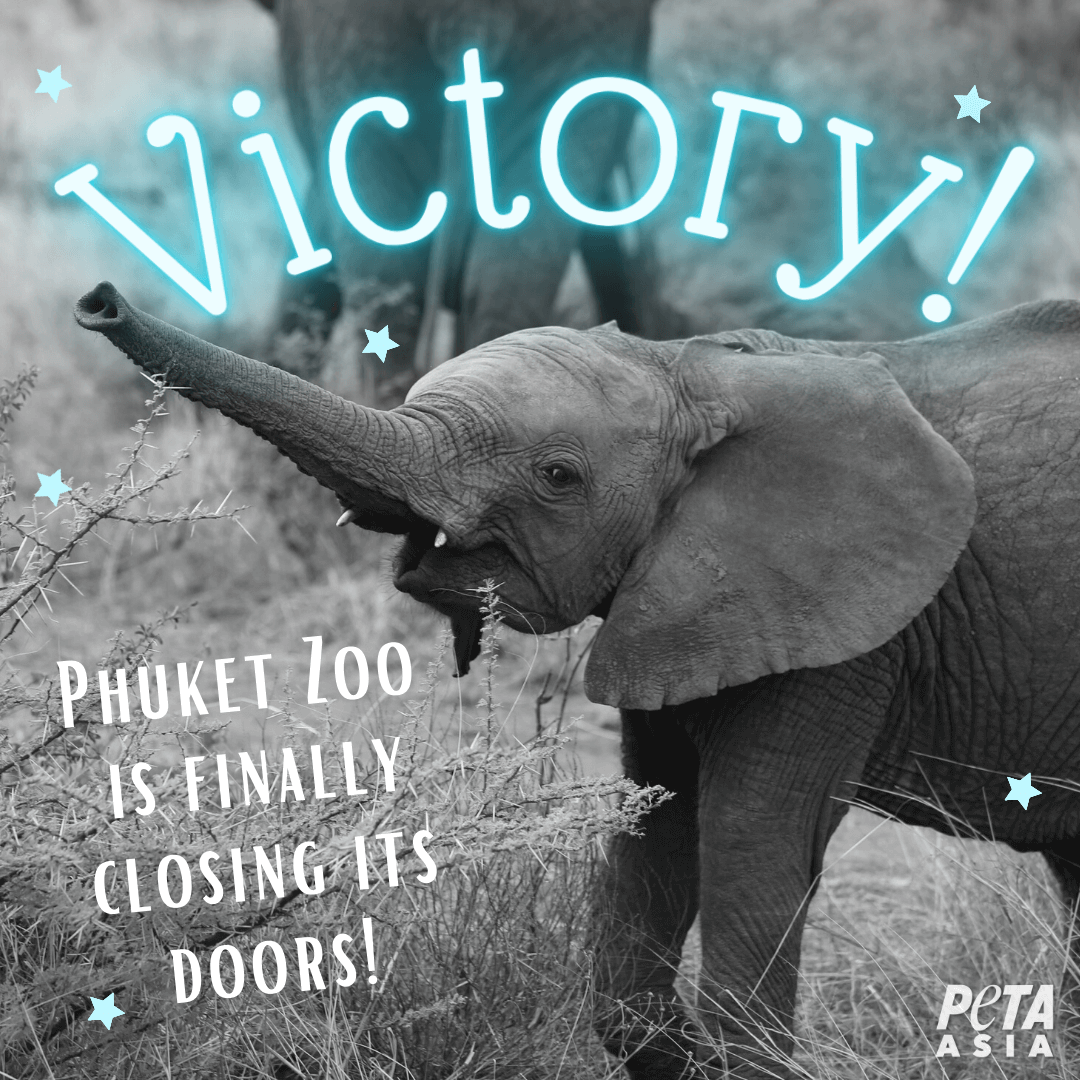 Victory! Phuket Zoo Is Finally Closing Its Doors - News - PETA Asia