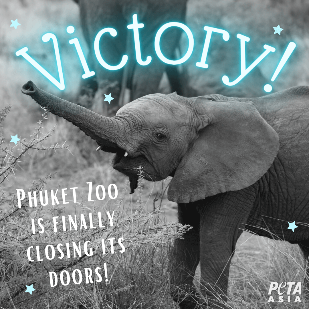 Victory! Phuket Zoo Is Finally Closing Its Doors - News - PETA Asia Victory! Phuket Zoo Is Finally Closing Its Doors - News - PETA Asia