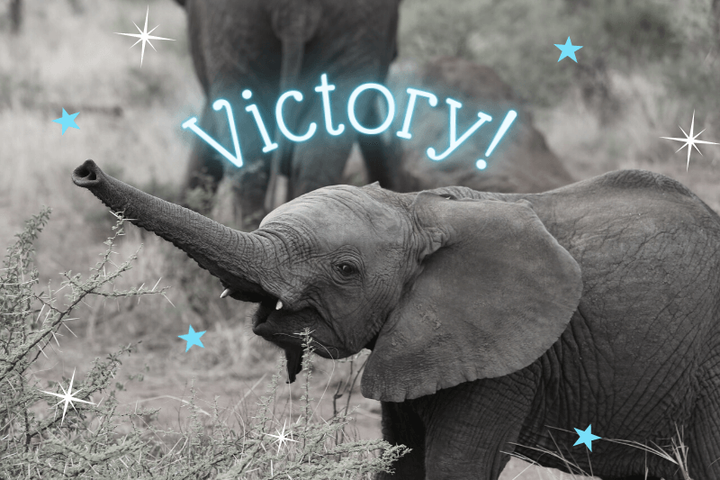 Victory! Phuket Zoo Is Finally Closing Its Doors