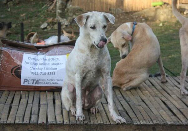 Update: PETA Helps Animals Affected by Typhoon Rai