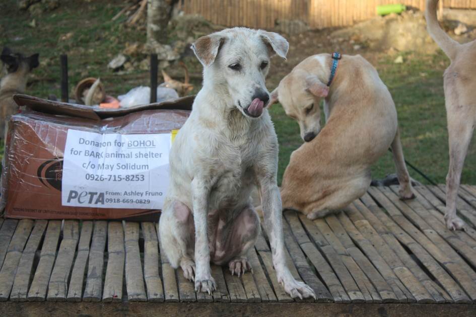 Update: PETA Helps Animals Affected by Typhoon Rai