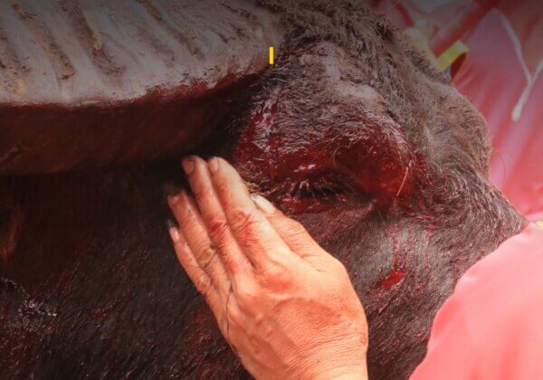 Tell Vietnam’s Ministry of Culture, Sports and Tourism to Stop the Deadly Buffalo Fighting Festival