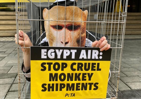 Victory! EGYPTAIR Ends Transport of Monkeys to Laboratories