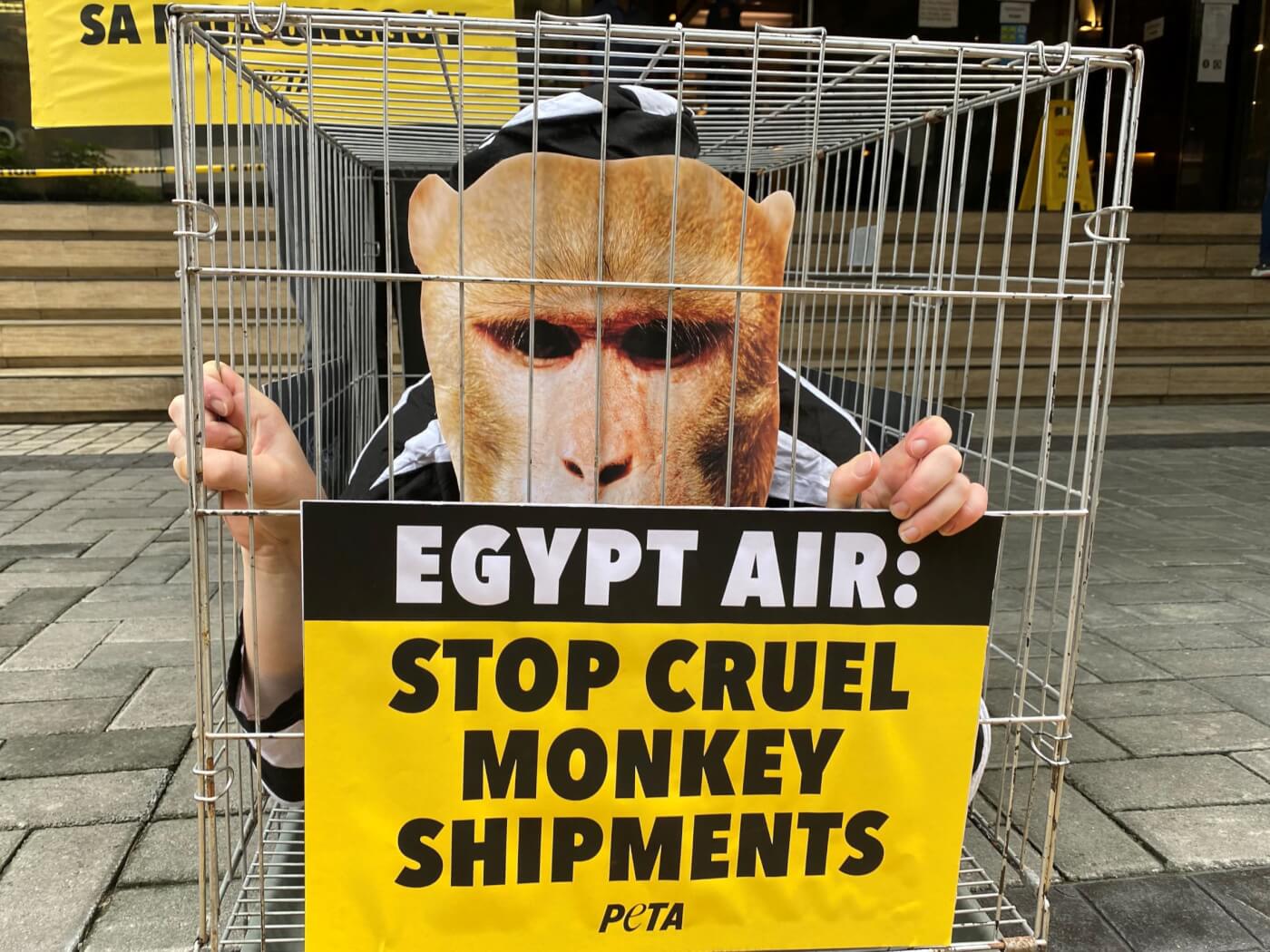 Victory! EGYPTAIR Ends Transport of Monkeys to Laboratories