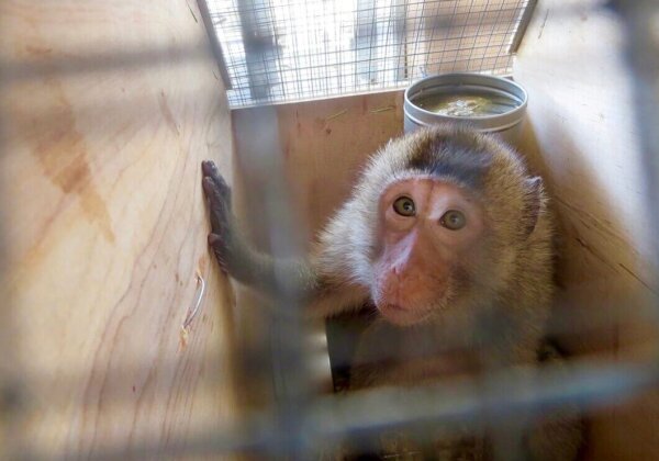 EGYPTAIR: Stop Shipping Monkeys to Their Deaths!